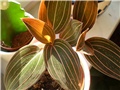 ludisia